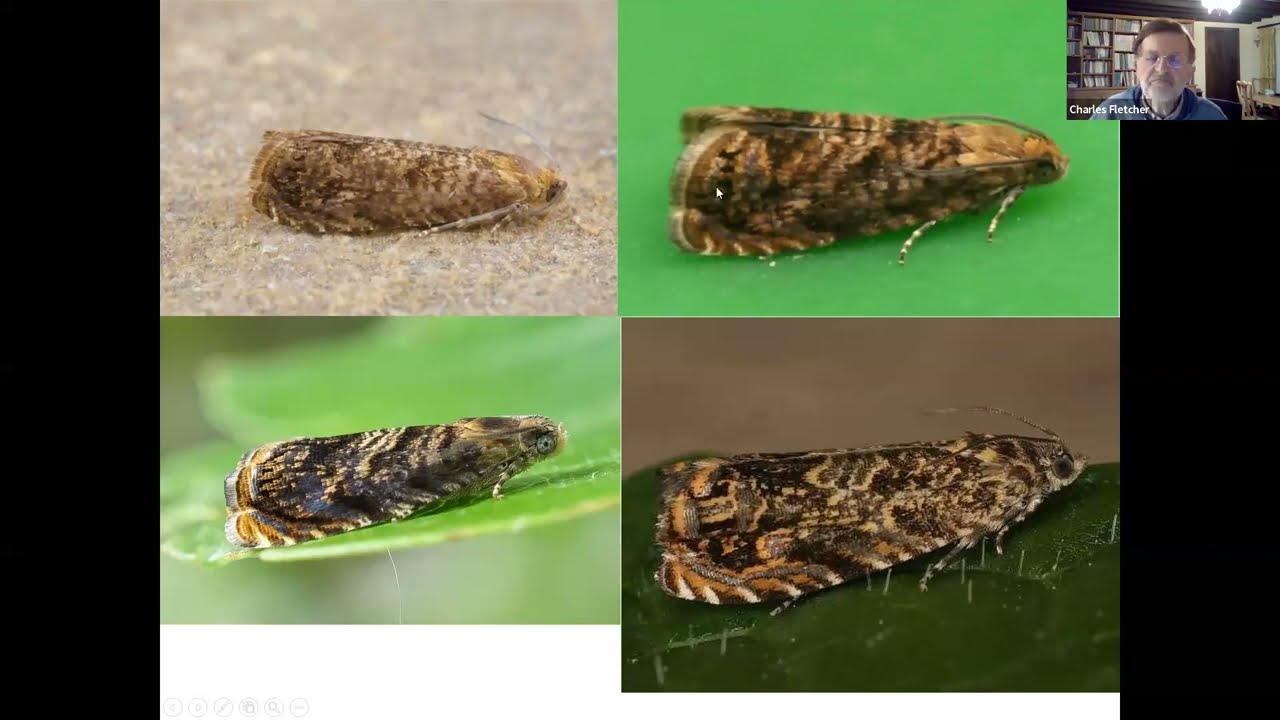 Was 2022 the best year ever for Moths?