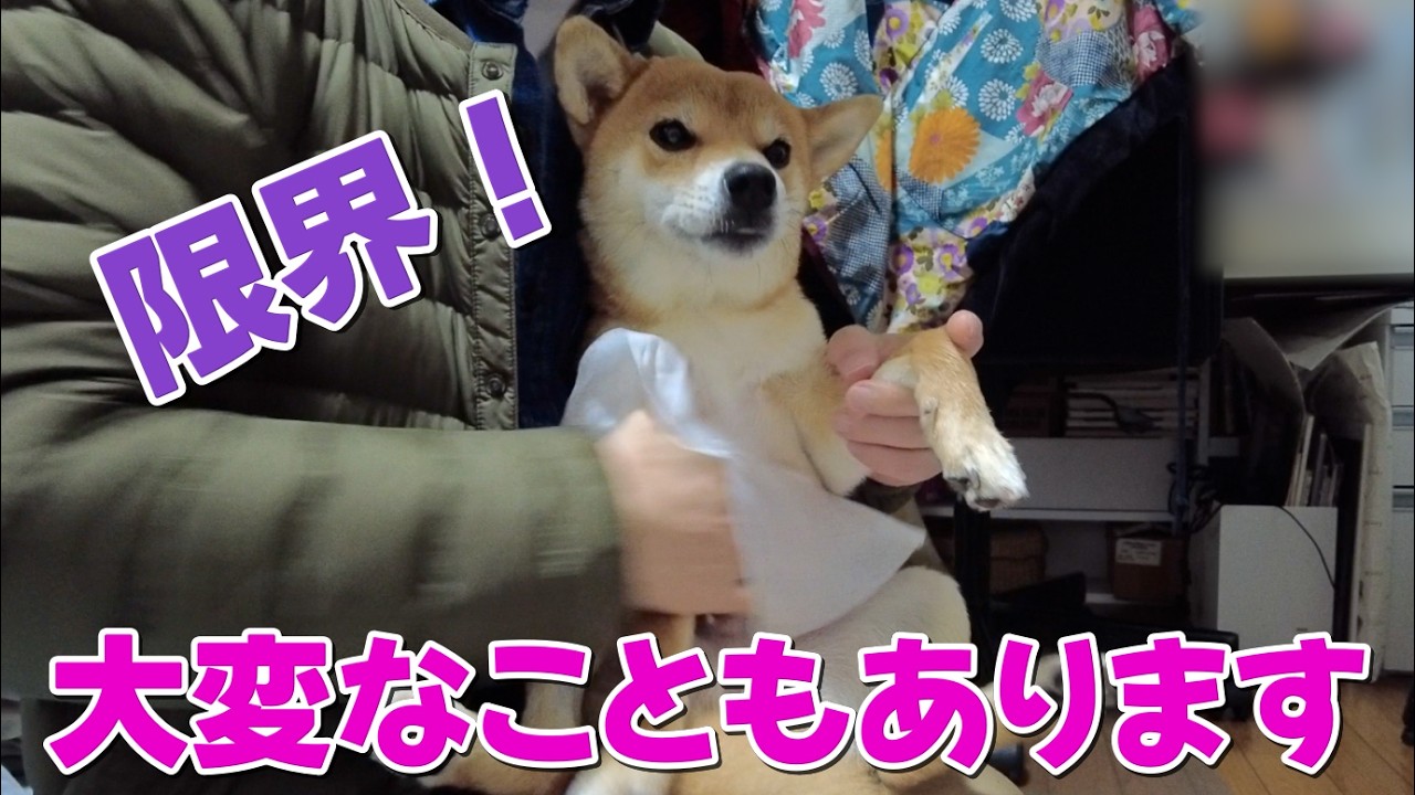 【限界柴】夜中大変なこともあります！柴犬小夏　後編暖かなメリケンパーク