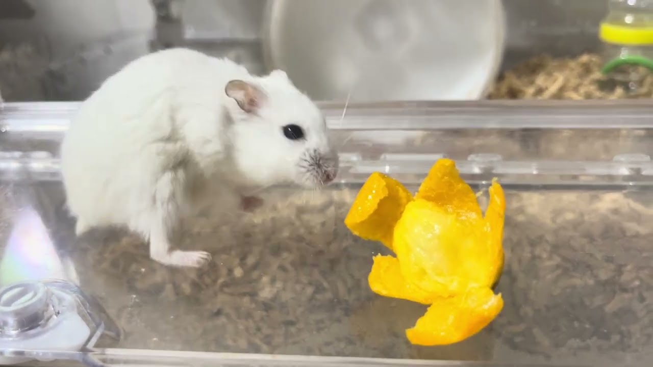 ヘルマン　俺達
