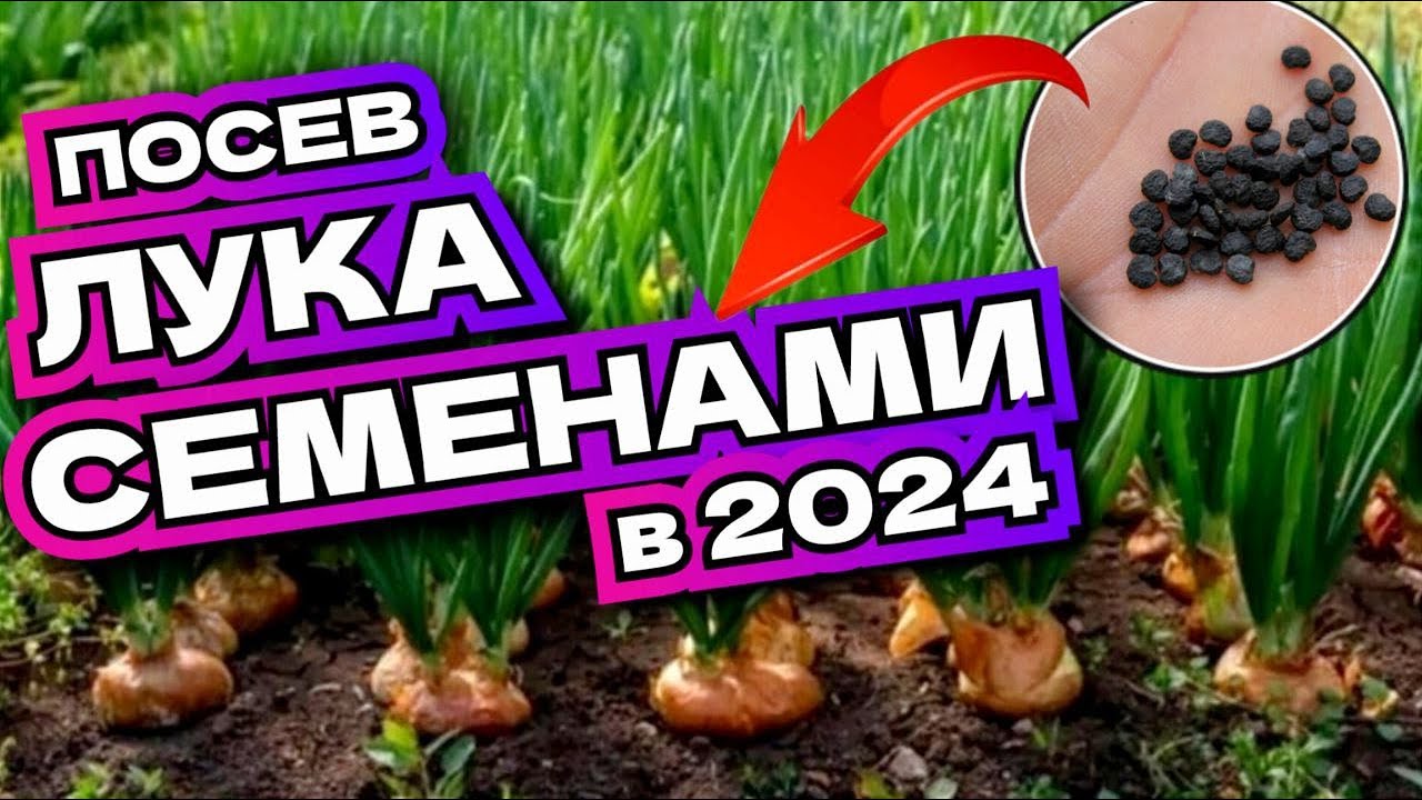 Как посеять лук семенами и получить огромный урожай?