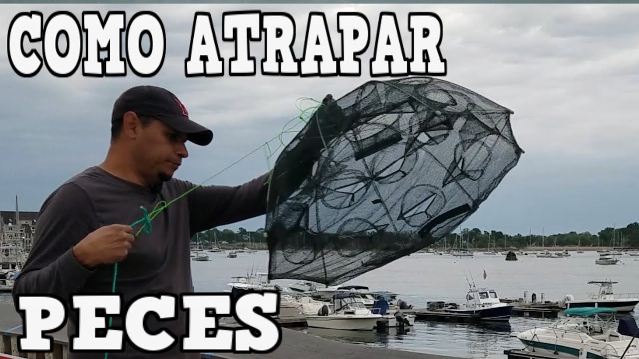 COMO ATRAPAR  PECES VIVOS CARNADA O ALIMENTO PARA MIS CALAMARES TRAMPA SOMBRILLA FUNCIONA O NO SIRVE