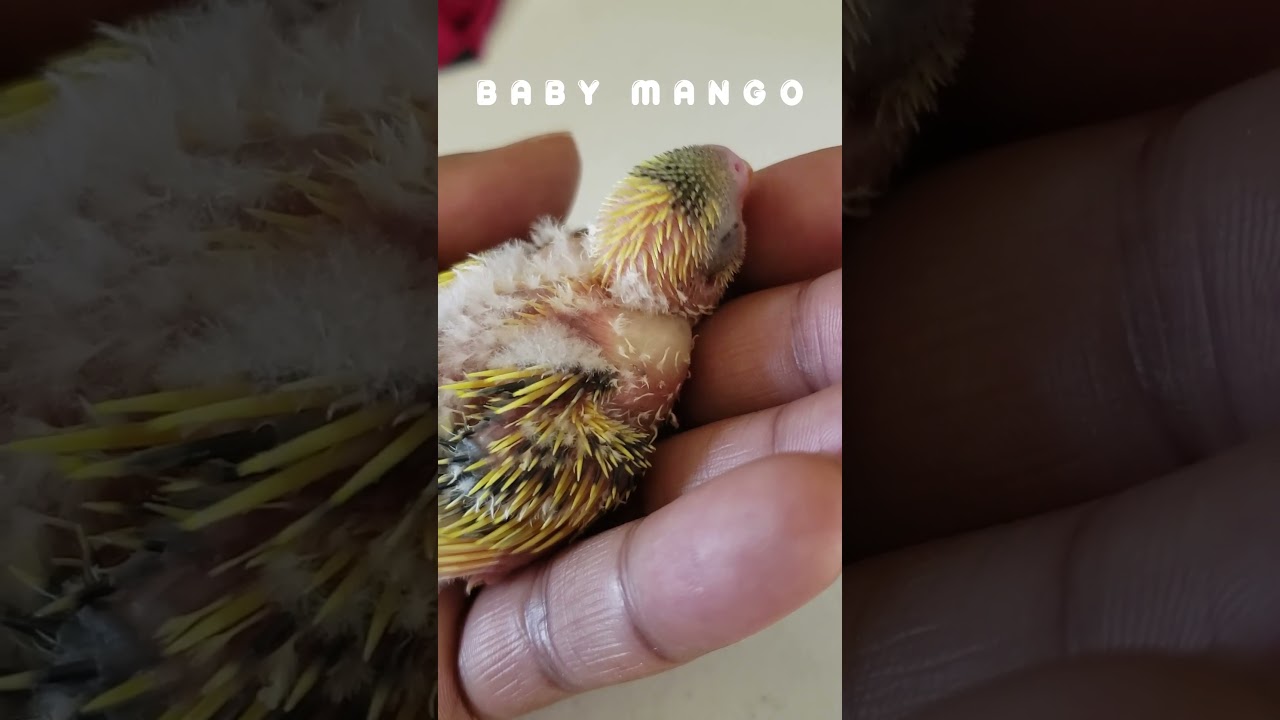 Baby Bird Gets Ready For Nap Time 