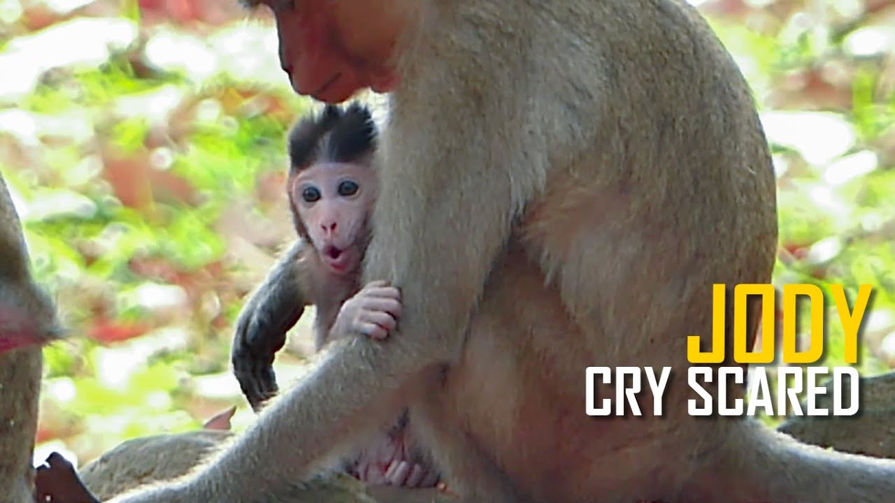 Million Pity Baby Monkey Jody, Poor Monkey Jody Crying Long Mouth Asking Mum Help