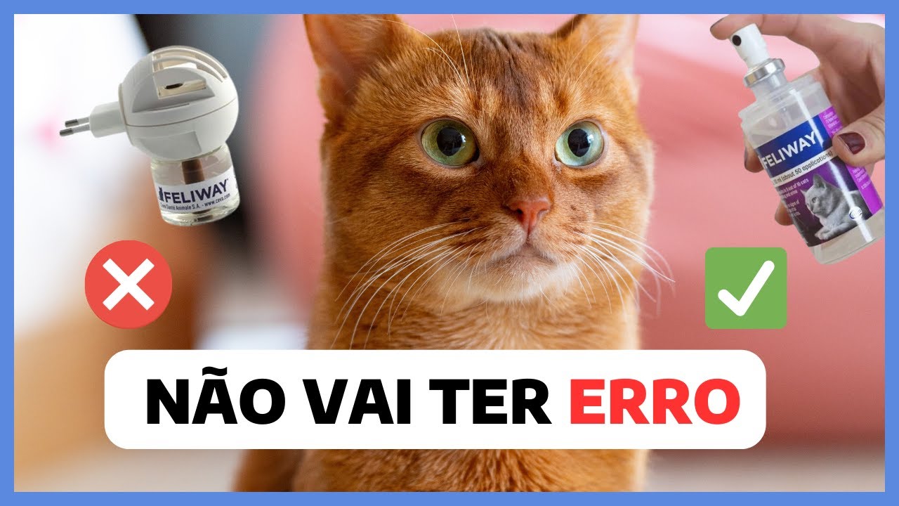 MELHOR forma de usar o Feliway | Aprenda como usar Feliway sem erro