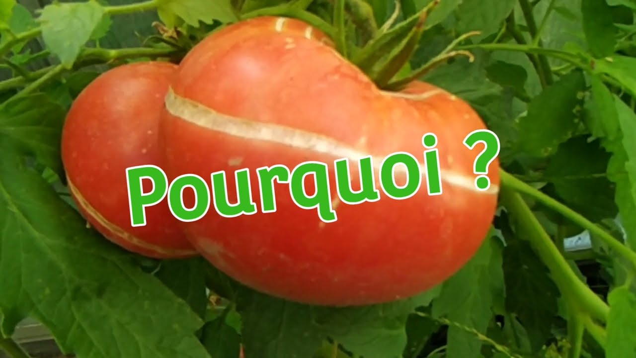 Tomates qui &eacute;clatent ? Causes, solutions ,astuces. Peut on les manger?