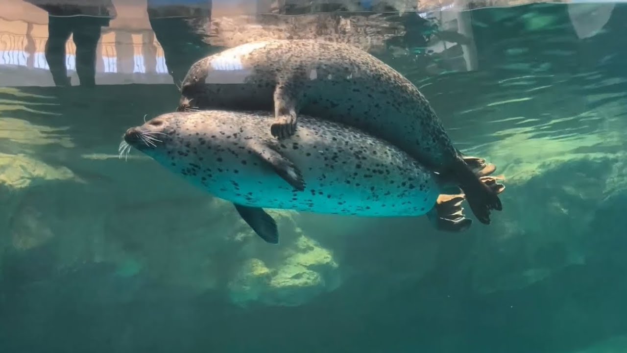 恋の季節、交尾をするゴマフアザラシ　大洗水族館　Mating sargassum Spotted Seal
