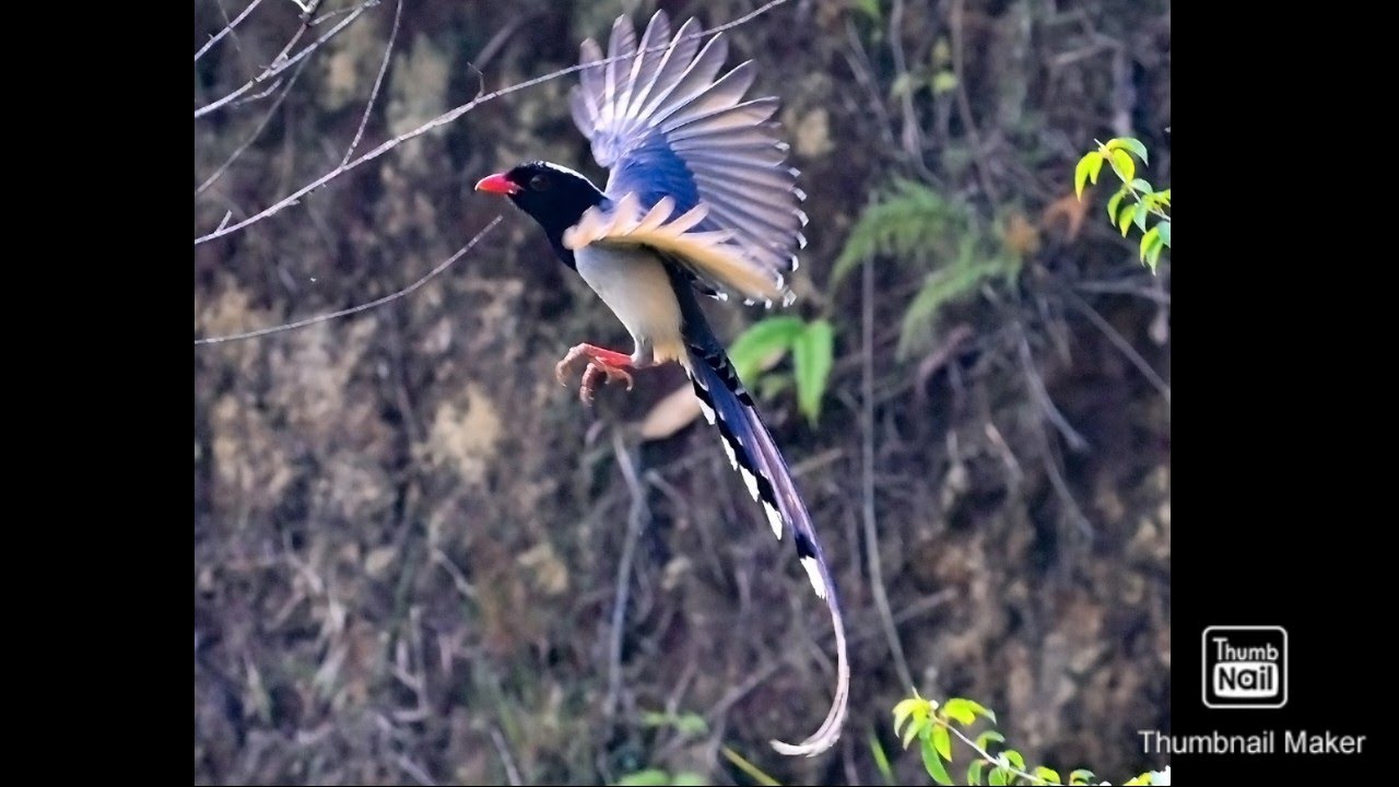 Hmuhnawm lutuk.. VAKHIANG..Red billed blue magpie..