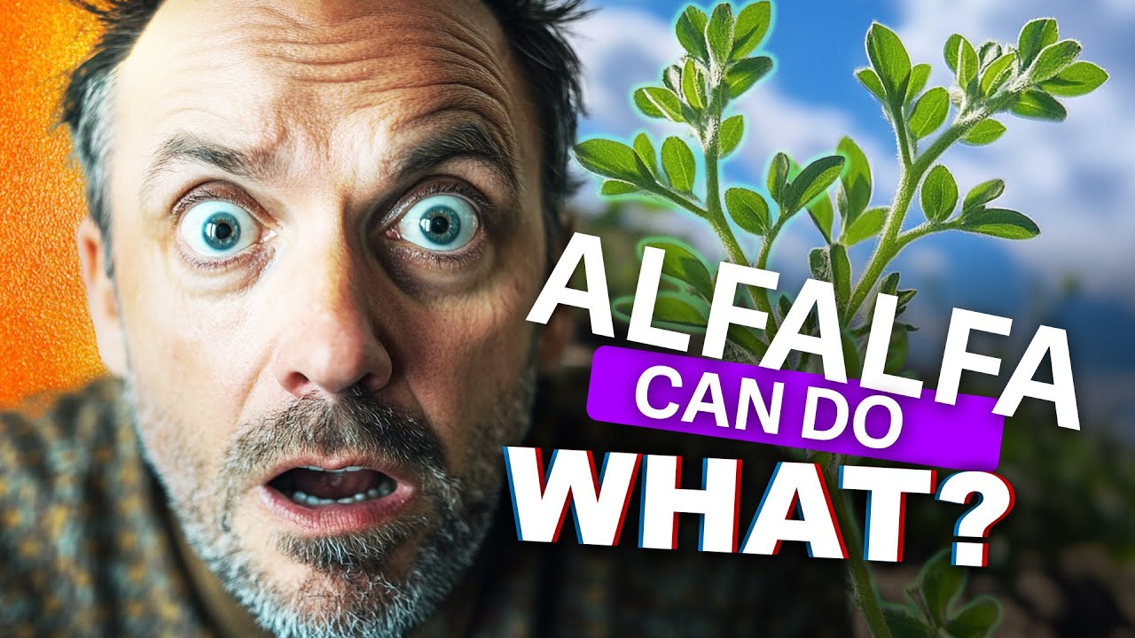 Alfalfa Benefits: The Nutritional Powerhouse You Need to Know!