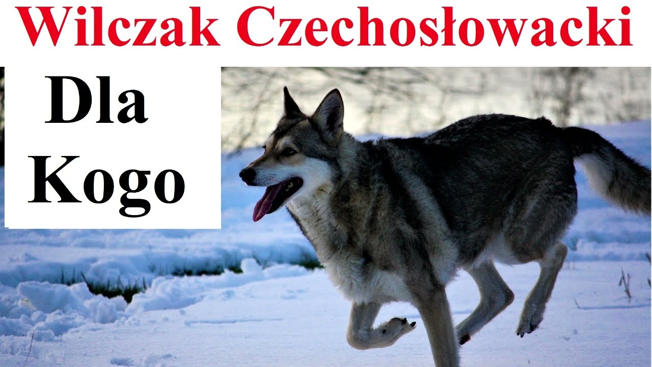 Dla Kogo Wilczak Czechosłowacki
