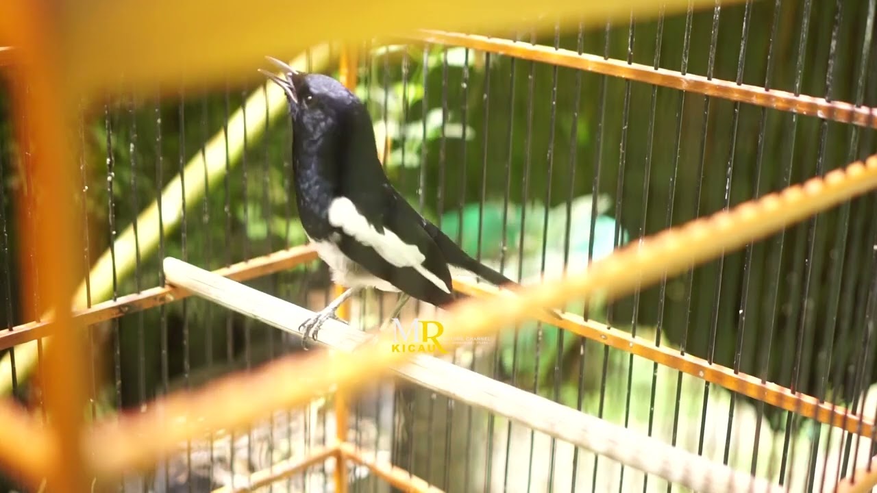 TERAPI PANCINGAN SUARA BURUNG KACER || mampu atasi kacer macet bunyi  #masteranburungkacer