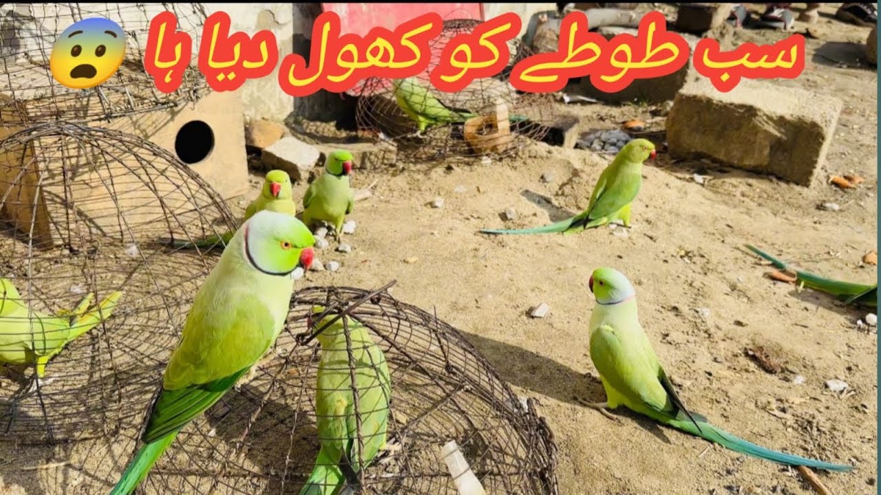 Home breeding parrot 🦜 | full mood ma ha parrot 🦜 