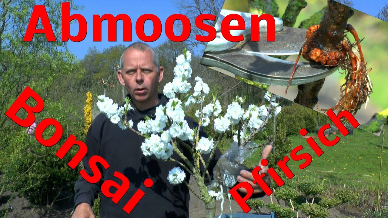 Pfirsich abmoosen zum Bonsai