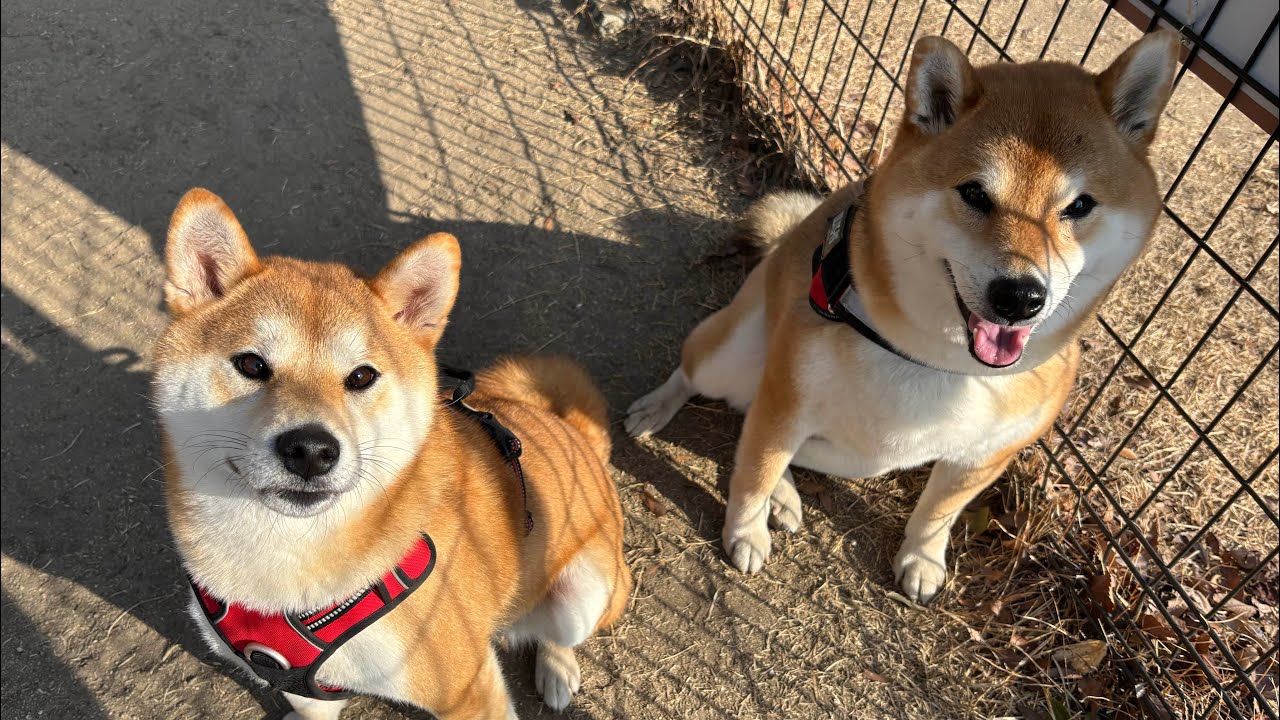 交流のJanuary柴犬のJoyful🐕💨