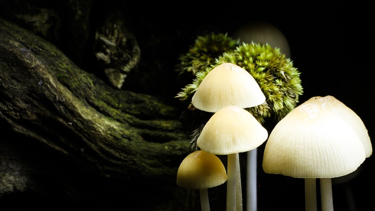 Time Lapse: Mushroom Growing!
