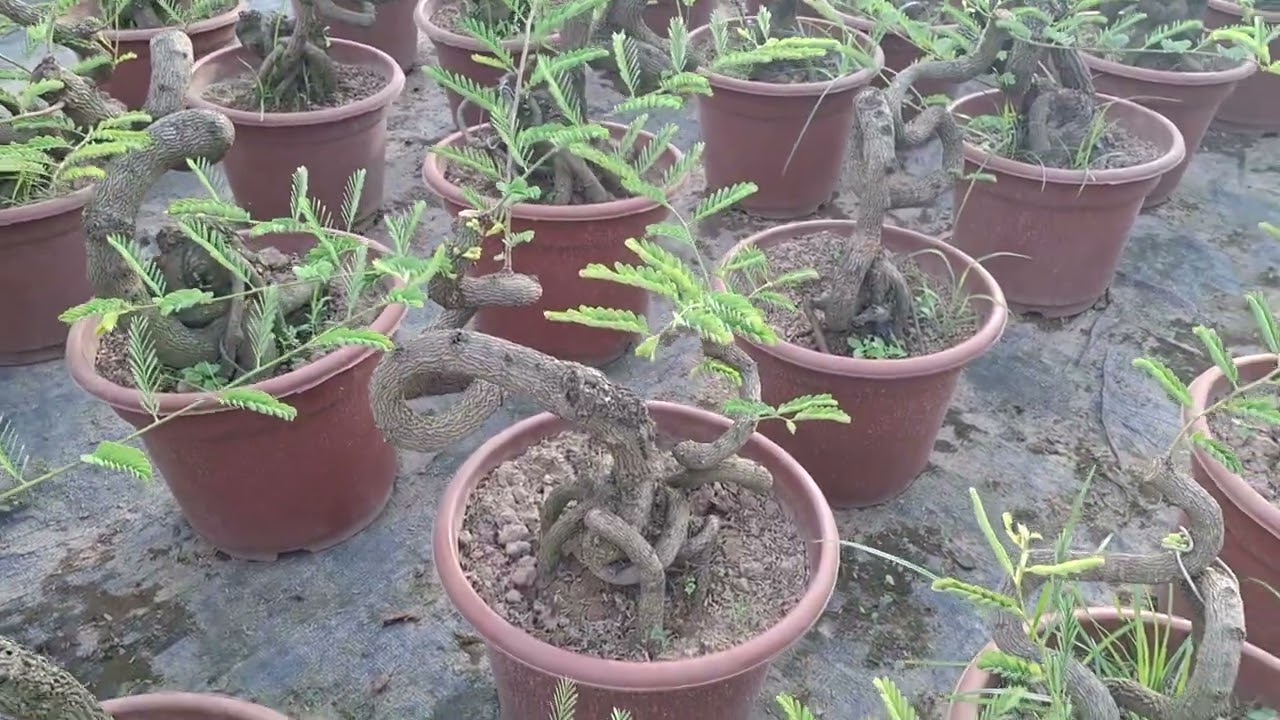 B&aacute;n c&acirc;y me bonsai kiểu d&aacute;ng đẹp 0977973535