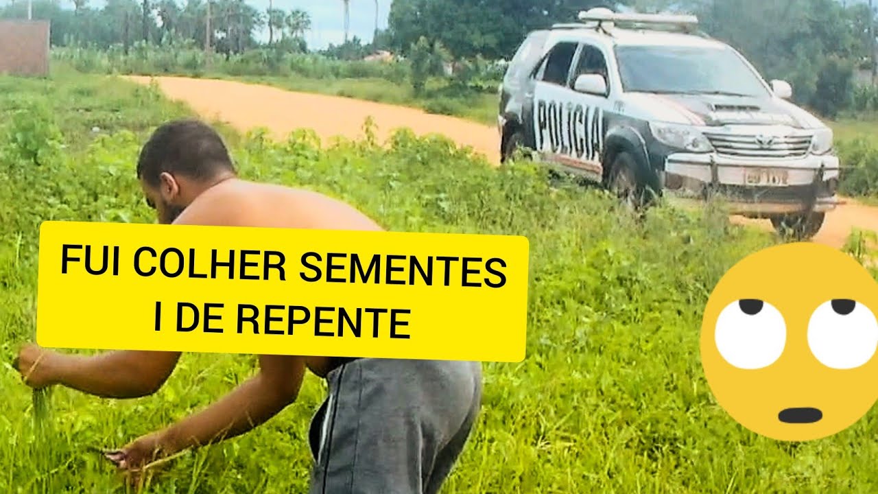 FUI COLHER SEMENTES PARA MEUS PÁSSAROS E DE REPENTE