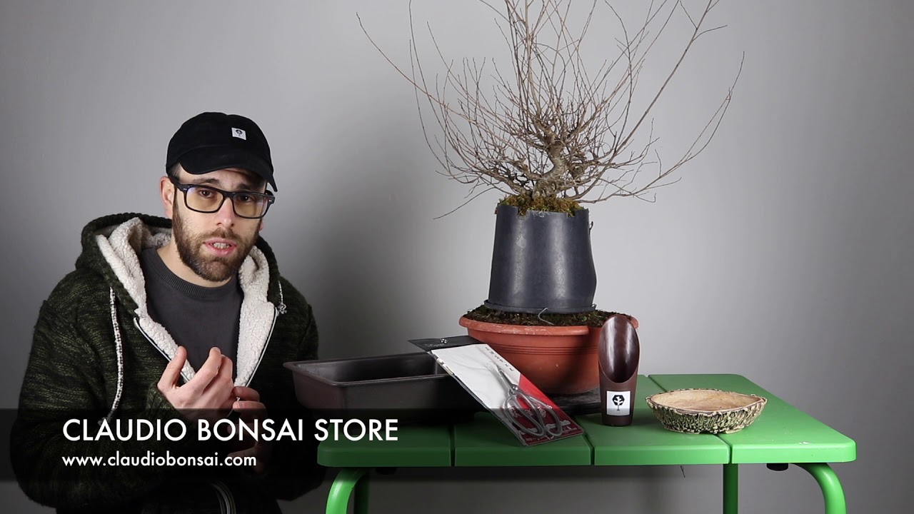 BONSAI DA MARGOTTA TUTORIAL ITA
