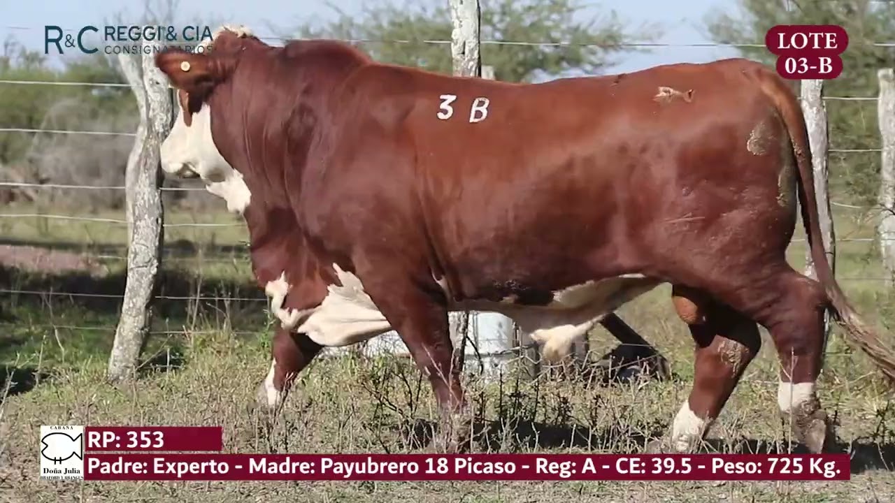 LOTE 03B