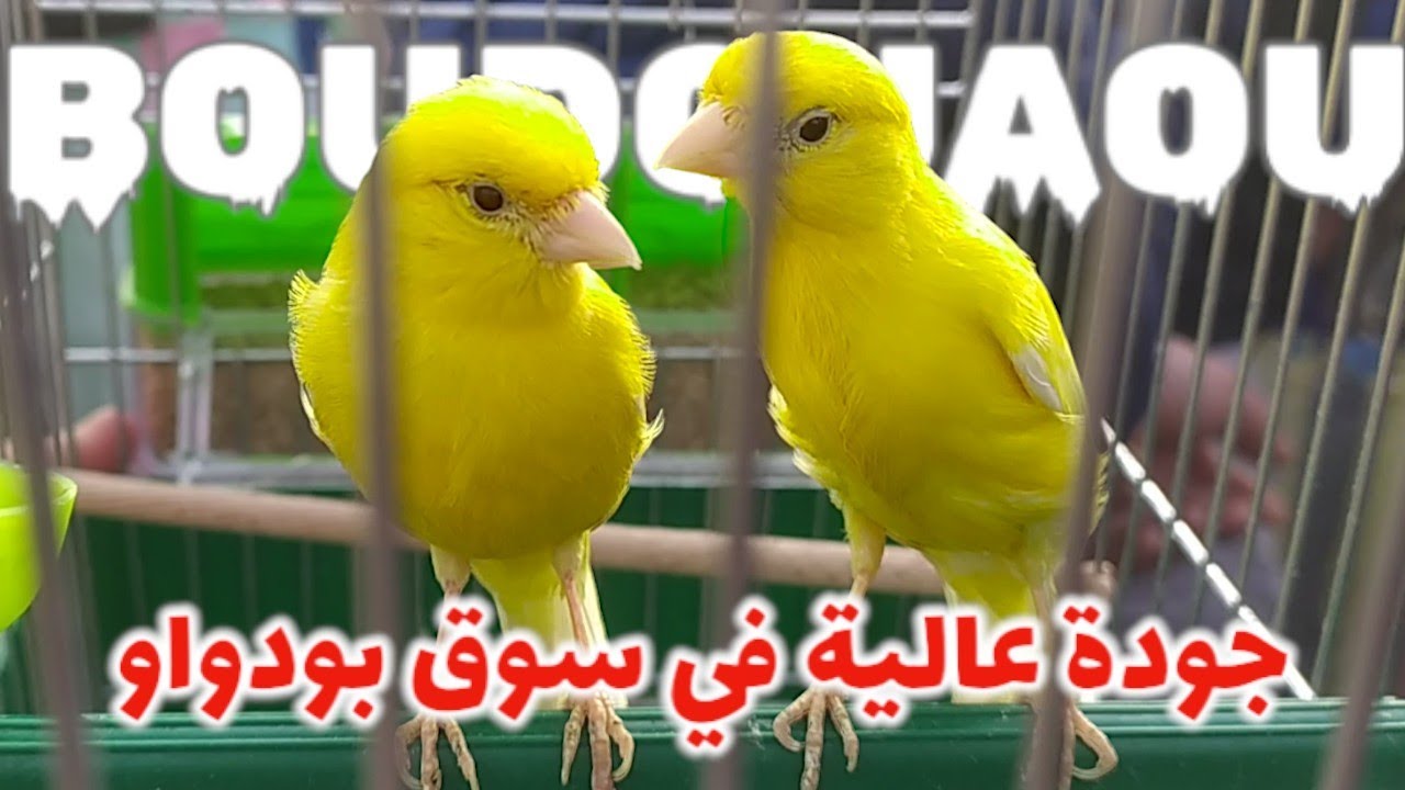 سوق بودواو لطيور الزينة الاول في الجودة | كل الطيور تستحق العناية