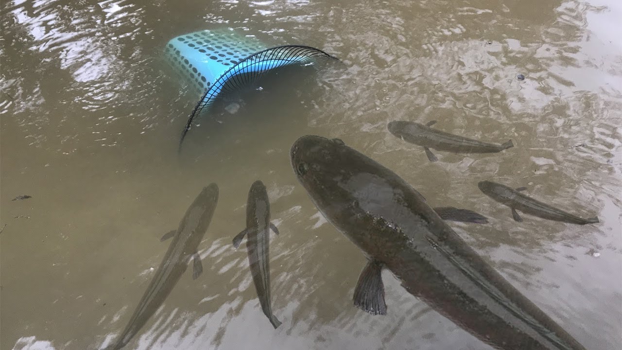 New Unique Fishing Trapping System - Build Fish Trap Using Basket and Electric fan Guard