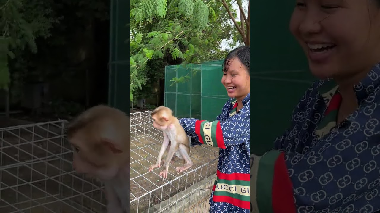 Yuri P-oop #babymonkey #minky #monkey