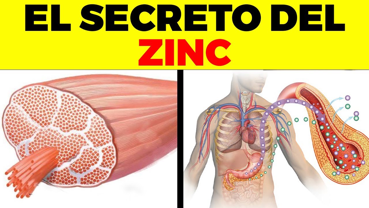Esto no sabías del ZINC - Beneficios Y Usos Del Zinc Para Tu Salud Y Belleza