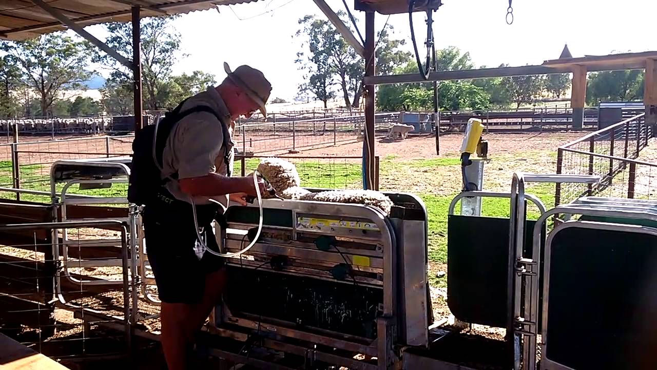 Racewell Sheep Handler - TePari