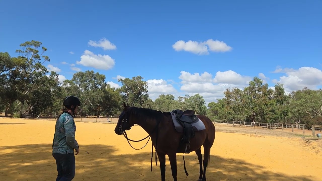 Is your horse With You?