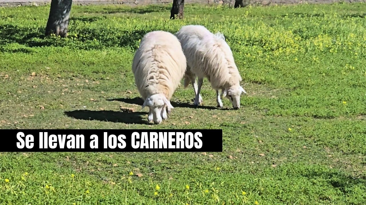 Se llevan mis carneros para cría y te explico la verdad sobre las colas
