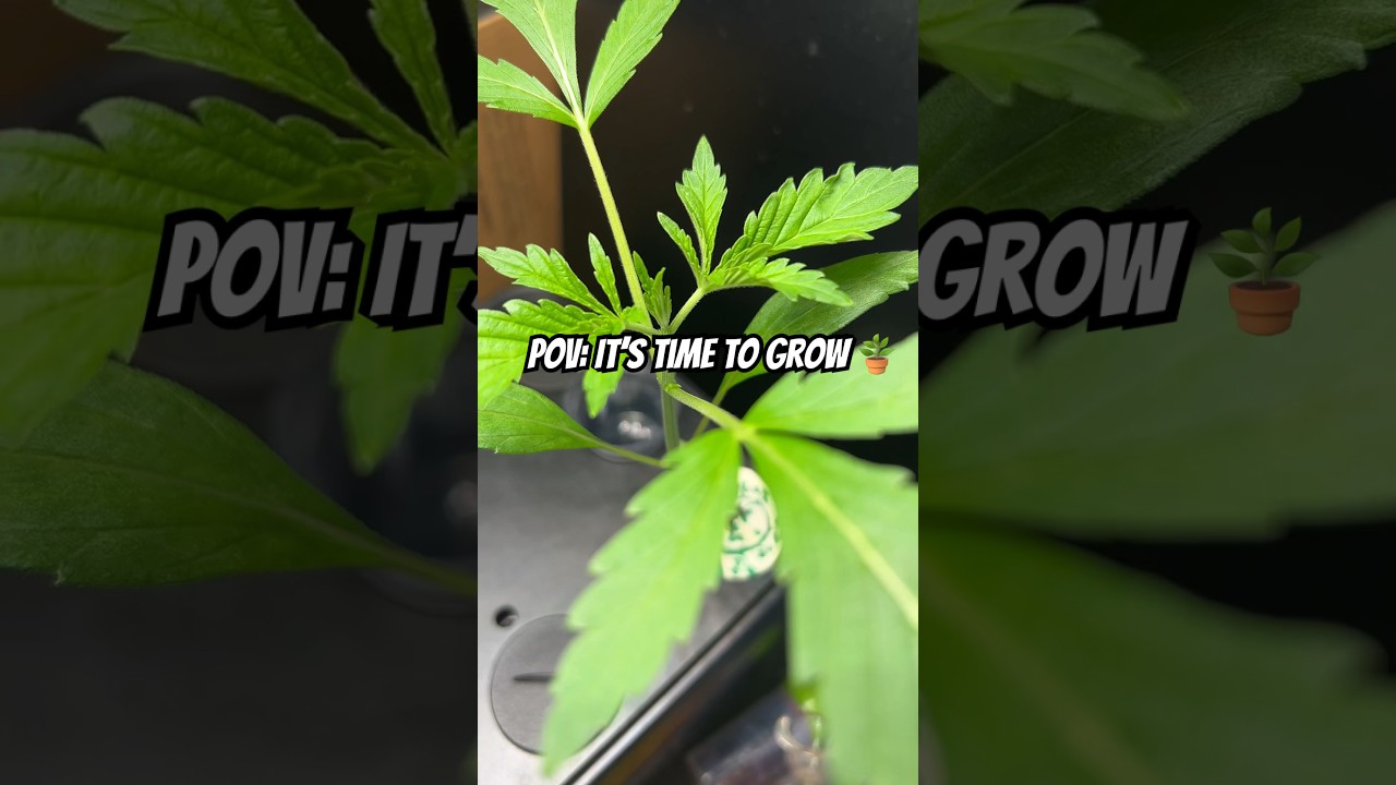Update on the autoflower hydro experiment 🌱 #plants #hydroponics #howtogrowplants