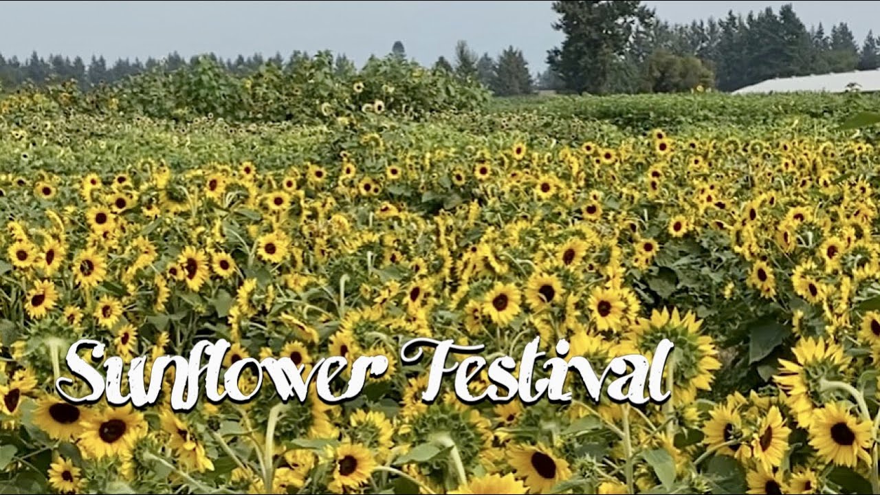 Sunflower Festival I Braz Eustaquio
