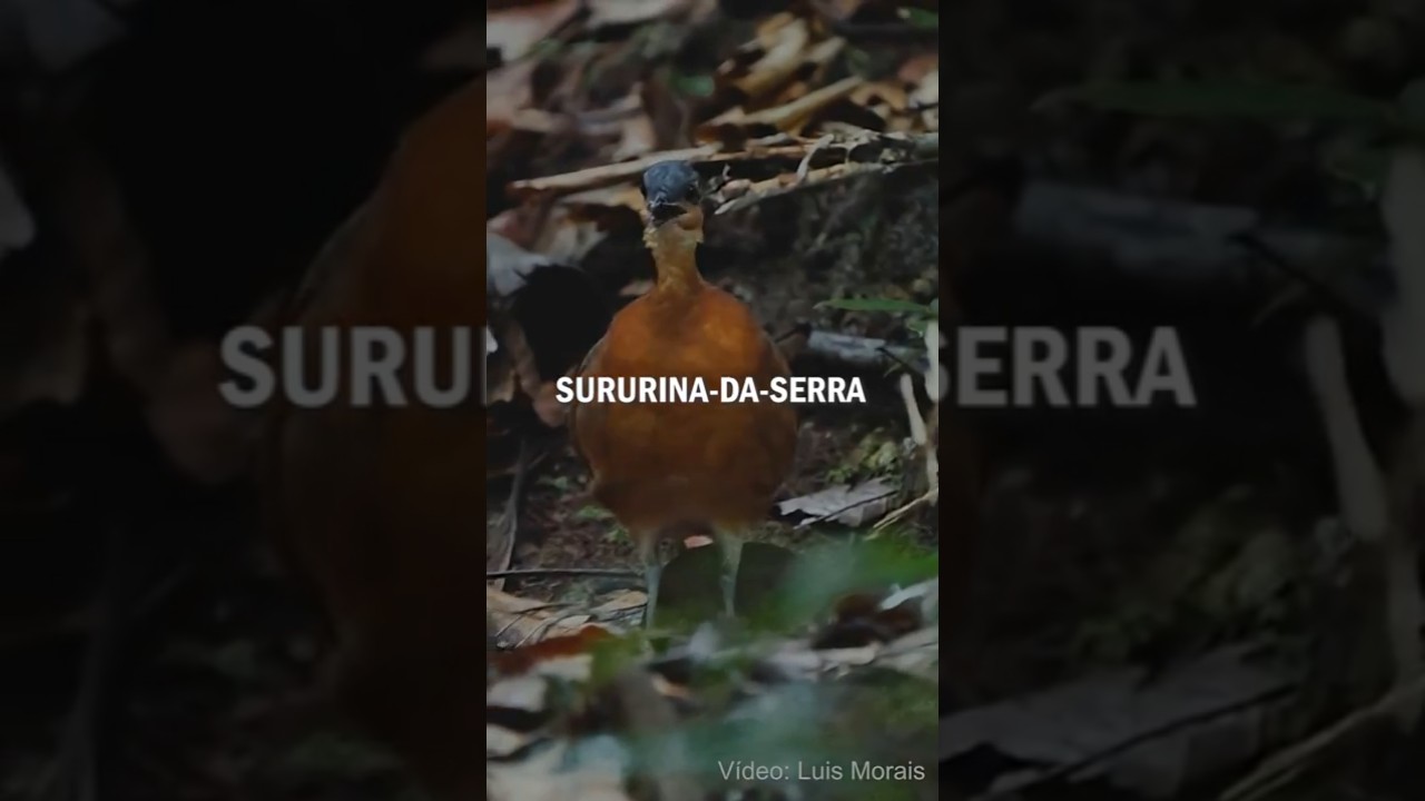 NOVA ESPÉCIE de AVE é Descoberta na Amazônia: o “Dodô brasileiro” que não tem medo de humanos?