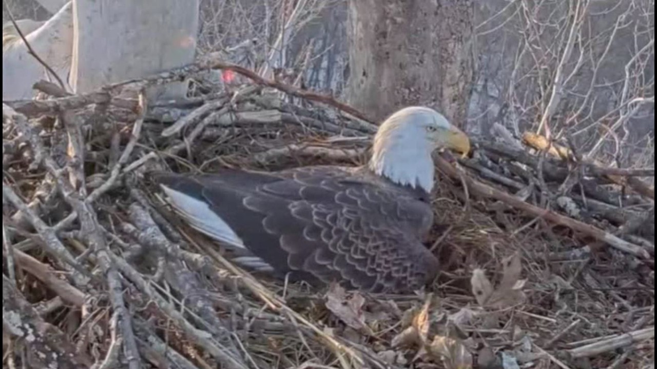 Feb 16, 2026 - Bella & Scout's Loss - Egg #1 Broke - Egg Shell Seen Before Dark - NCTC Bald Eagles