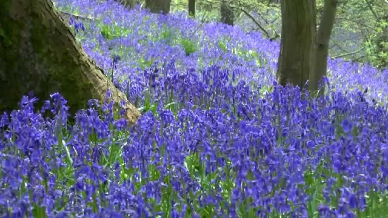 BLUEBELL WOODS in Northwest England