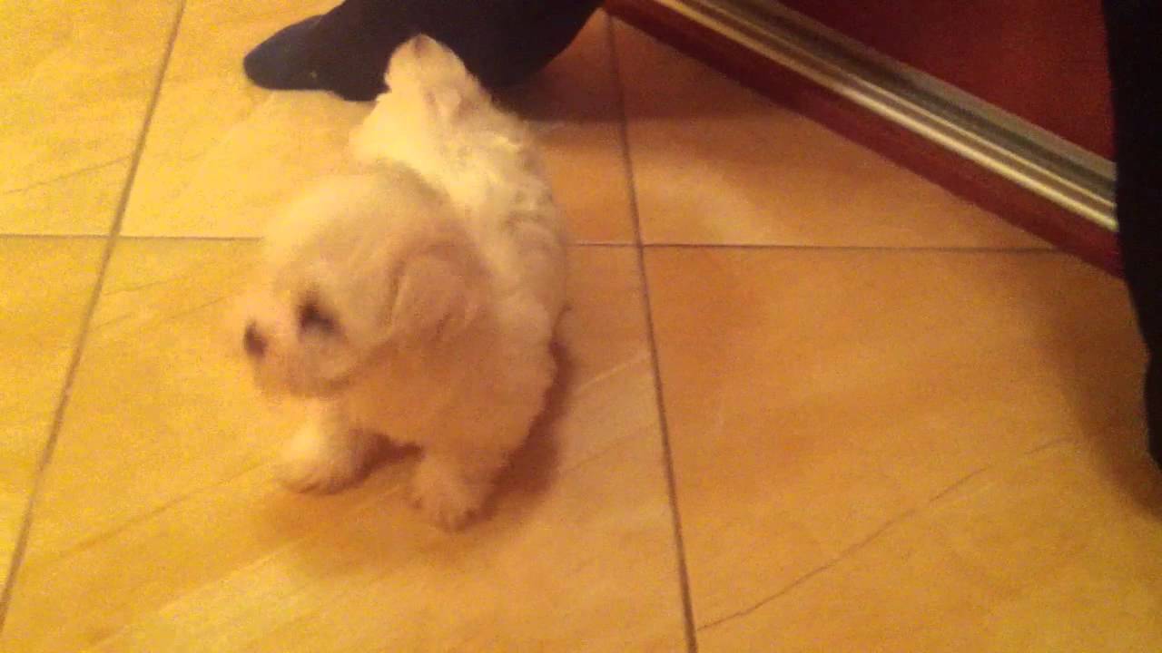 Mini maltezak - Laki