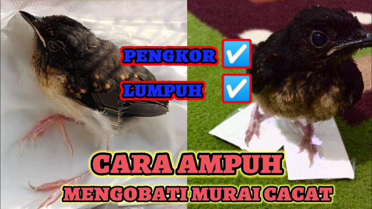 cara mengobati murai batu cacat atau lumpuh •| dijamin sembuh |•