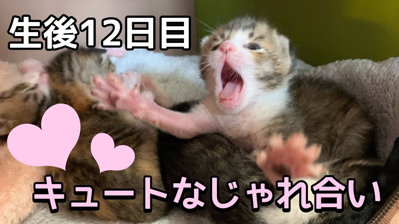 赤ちゃん猫の超スローでキュートなじゃれ合い【ハナ・サク・モグ・レンの成長記録】生後12日目　Cute flirt