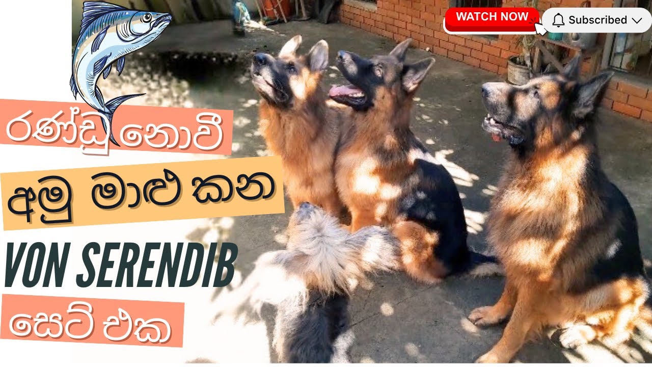 රණ්ඩු නොවී අමු මළු කන Von Serendib සෙට් එක | Raw Fish Feeding at Von Serendib – No Aggression ! 🐶🐟