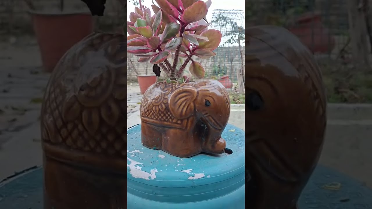 SlowLife Happylife888 is live