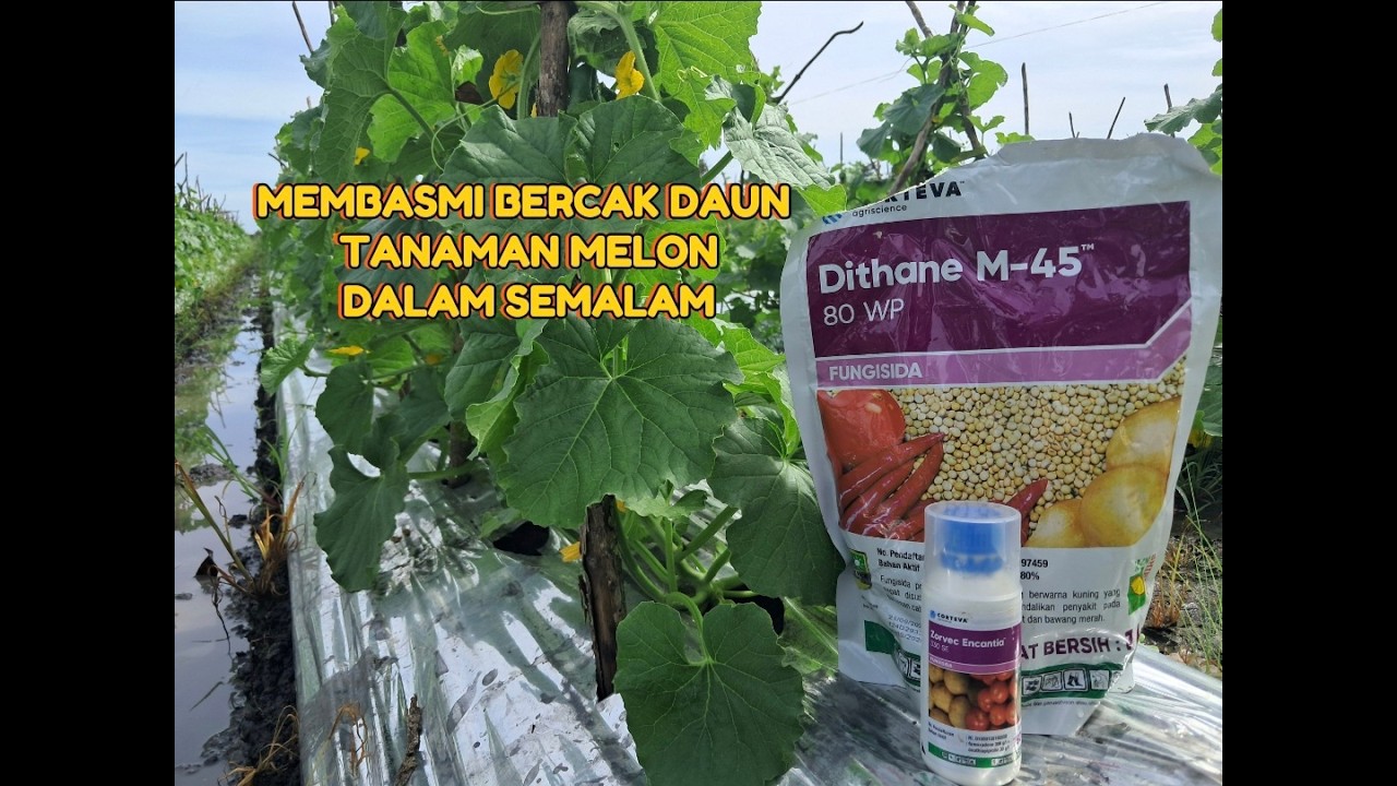 Mengatasi Bercak Daun Atau Trotol Pada Tanaman Melon || Dalam Waktu Semalam