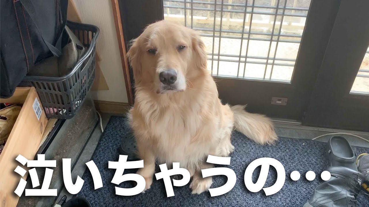 「ハウス！」と言われて悲しそうな顔をする子