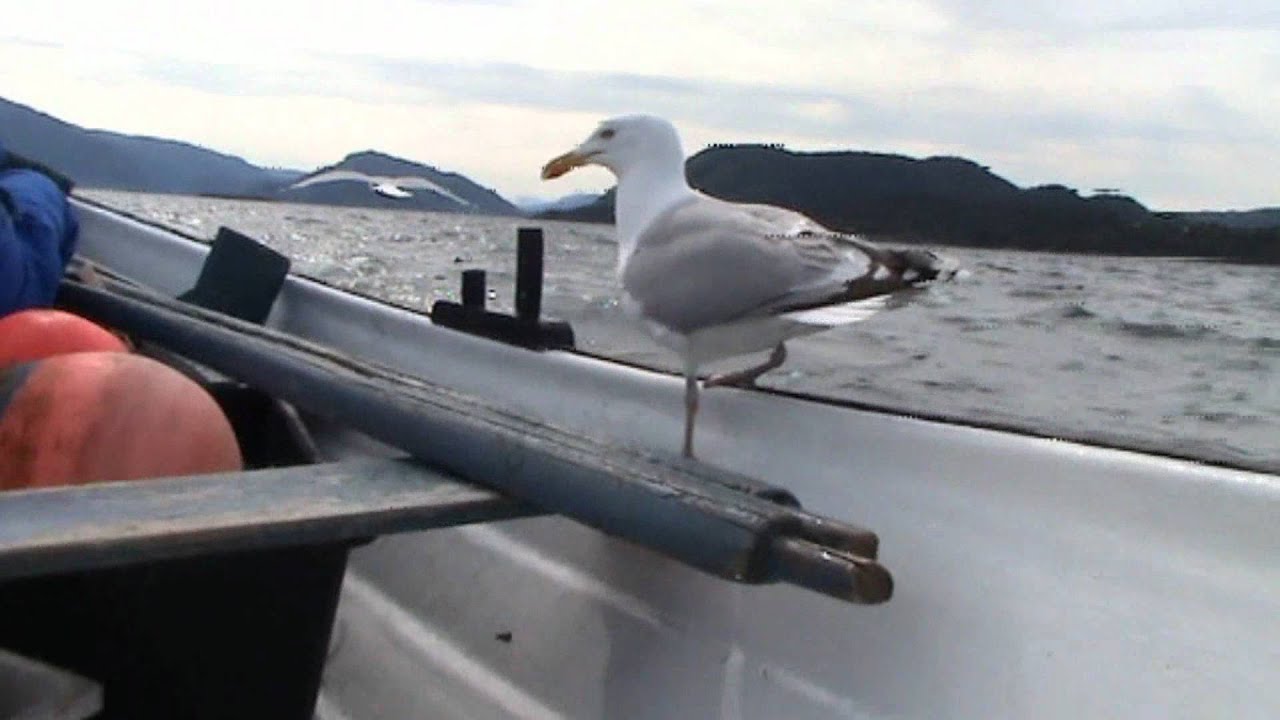 Linefiske med måsemas