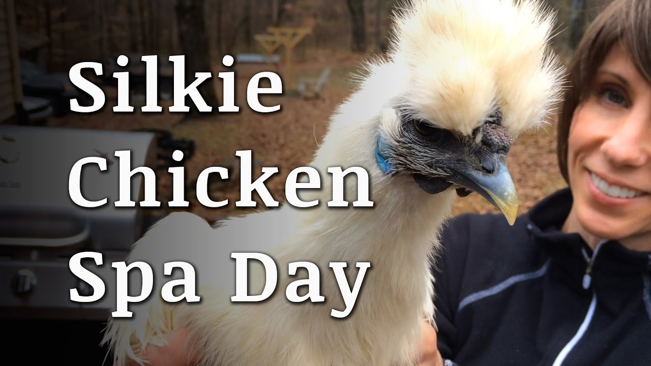 Bathing a Silkie Chicken
