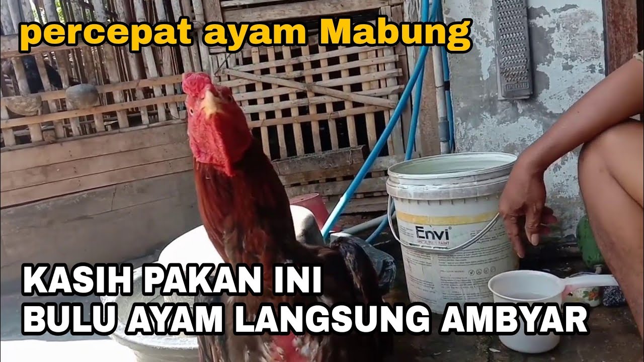 beri Makanan ini saat AYAM MABUNG , seminggu AMBYAR BULU NYA ||ternak ayam