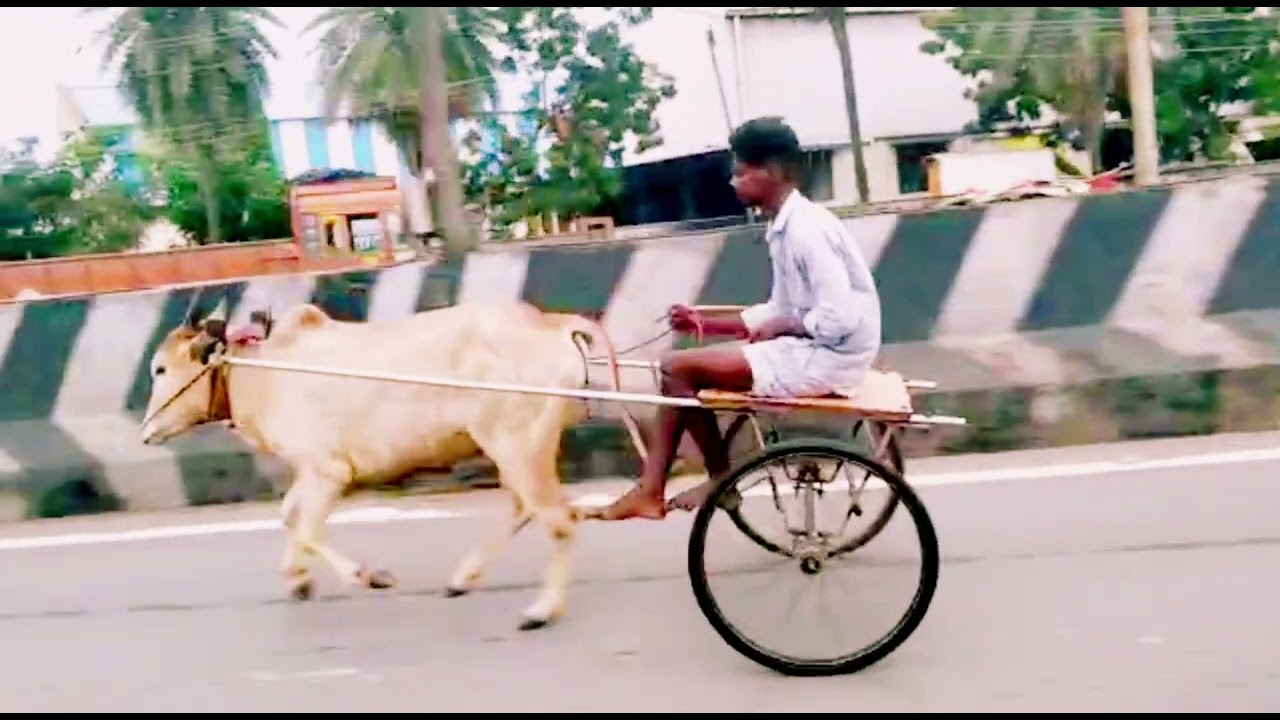 Chennai rekala race ✨💫⚡      