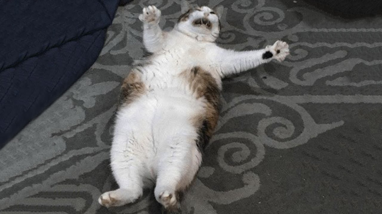 Подборка самых смешных котов 2025 года 🐱 Смеюсь до упаду! #96