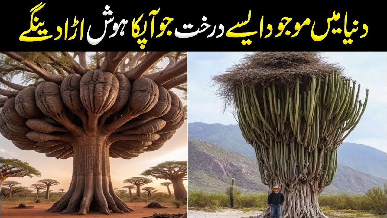 10 of the Most UNBELIEVABLE Trees on Earth You Won't Believe Exist