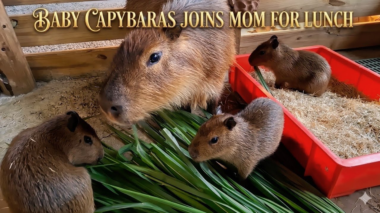3 Baby Capybaras Join Their Mom for Fresh Grass 🦫