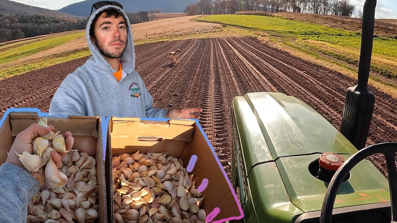 Planting 10,000 Garlic By Hand