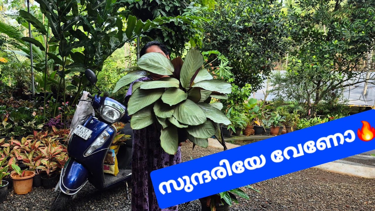😍ശശികലേച്ചിയുടെ വീട്ടിലെ ചെടിവിശേഷങ്ങൾ😍contact number 9526409624📞#gardenplants #happy #nature 